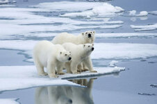 Polar-bears-ice-floe-Norway_jpg.jpg