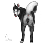 1611517415.wildtail_sexy_husky.png