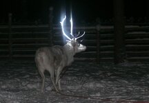 reindeer-antlers-ap24968581718.jpg