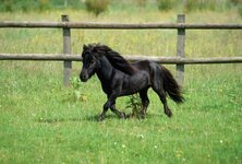 GRIT-JULAUG09-ardea_minihorsepasture_jd-3883-1.jpg