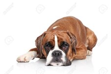 35293303-sad-boxer-dog-lying-down-on-white-background.jpg