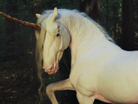 unicorn_face_by_ethereal_beings_daw65na-fullview.jpg