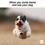 When-you-come-home-and-see-your-dog-97651309.jpg