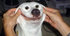 smiling_doggo.png