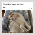 funny-animal-memes-entity.jpg