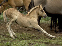 baby-horse-stretch.jpg