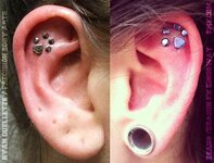 Paw print piercing _ Search Results  _ BME_ Tattoo, Piercing and Body Modification News.jpeg