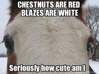 chestnut-cute.jpg