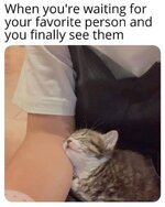 Cat-meme.jpeg