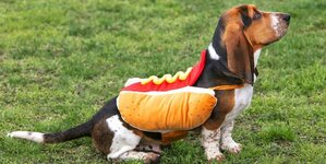 dog-halloween-costumes-1665013602.jpeg