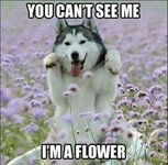 goofy-husky-hiding-in-a-flower-field.jpg