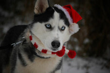 212588-Christmas-Husky-Dog.jpg