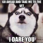 fe635b8bb95b720028590316a627cd74--dog-quotes-husky.jpg