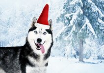 depositphotos_126326166-stock-photo-beautiful-cute-husky-with-santa.jpg