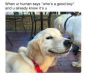 dog-good-boy-meme-1546528845.png