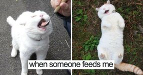 35-Funny-Animal-Memes-That-Are-Totally-Worth-Looking-At.jpg