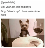 dog-on-speeddate-not-into-bad-boys.png