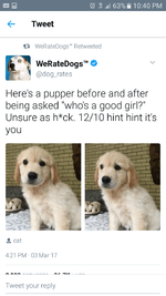 cute-pupper-on-we-rate-dogs-twitter-account.png