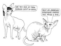 cartoonish-meme-of-hairless-cats-and-one-of-them-is-wearing-a-wig.jpg