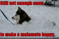 still-not-enough-snow-to-make-a-malamute-happy.jpeg