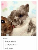 licking-bunny-meme.jpg