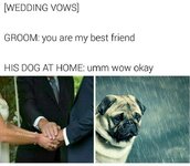 sad-dog-about-being-best-friend-meme.jpg