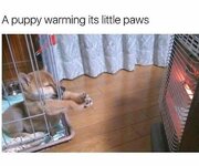 puppy-warming-his-paws-by-the-heater-meme.jpg