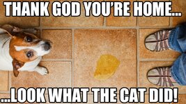 file_20110_funny-dog-and-cat-memes-1280x720.jpg