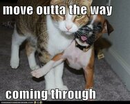 boxer-cat-move-nope-puppy-push-5765880064.jpeg