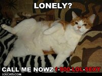 8c3279f80f5bf0a42b67f05a68ba7986--call-me-now-sexy-cat.jpg