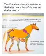 horse.jpg