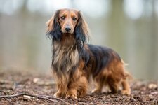 Longhaired-Dachshund-standing-outdoors.jpg