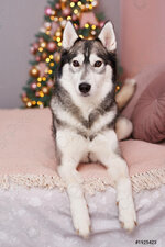 christmas-husky-dog-hotel-concept-1925423.jpg