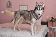 husky-dog-on-bed-interior-1925415.jpg