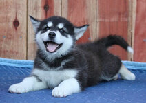 happy-husky-pup.jpg