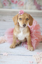 puppy-ballerina-lisa-jane.jpg