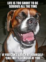 meme-sarcastic boxer dog petrage sparks meme petrage meme5dfa08a49234d.jpg