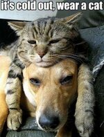 dog-and-cat-memes-1.jpg