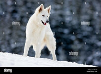 white-shepherd-dog-standing-in-the-snow-north-tyrol-austria-europe-CXXFKX.jpg