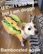 taco_doggo_bamboozle.jpg