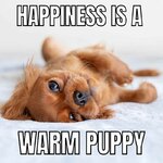 happy-puppy-meme.jpeg