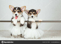 depositphotos_349176850-stock-photo-corgi-puppies-at-the-ballet.jpg