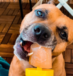 DogIceCream_B (1).png