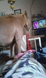 funny-pictures-horse-7290206.jpeg