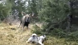 outdoorhub-video-moose-charges-hunter-and-his-dog-2016-03-01_14-54-41.jpg