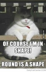 7b0630fc95cd4e569201394b8da64395--fat-cat-humor-cats-humor.jpg