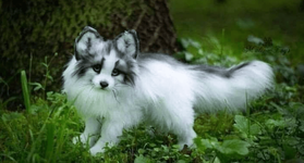 canadian-marble-fox.png