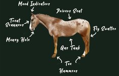 horse-anatomy.jpg