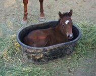 horsey-in-a-bucket.jpeg