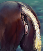 fralea-419306-horse_butt_edited_feral.png